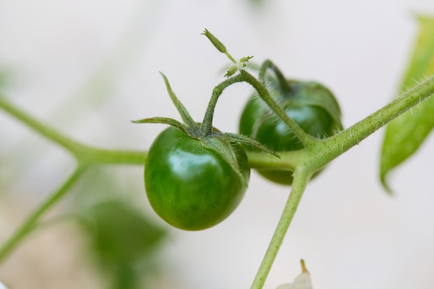 Tomates verdes verdes em um galho de perto