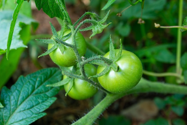 Tomates verdes verdes em um jardim. Conceito de agricultura e cultivo. Cultivo de vegetais.