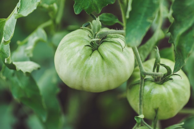 Tomates verdes verdes na horta