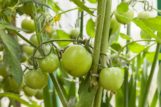 Foto tomates verdes verdes en una rama cultivada en invernadero