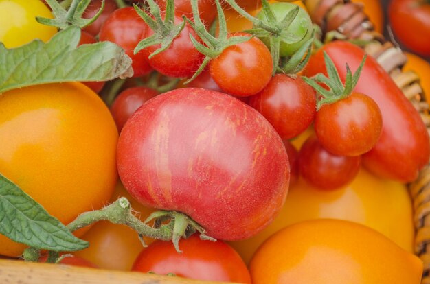 Tomates vermelhos, amarelos, alaranjados, verdes coloridos.