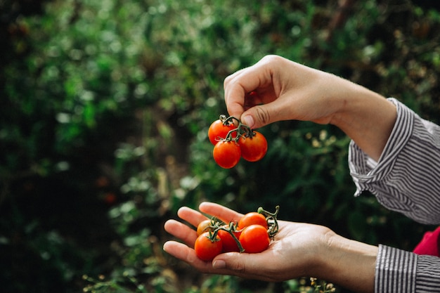 Tomates vermelhos colhidos nas mãos da mulher