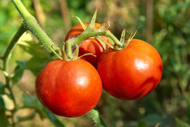 Tomates vermelhos com folhas verdes na videira