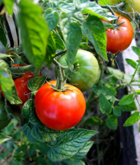 Tomates vermelhos crescendo no jardim