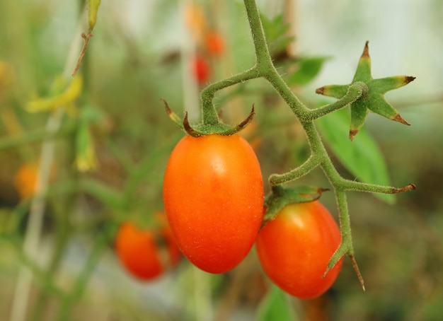 Tomates vermelhos da uva vermelha da forma vibrante ascendente fechado da cor que amadurecem em sua árvore