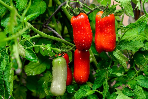 Tomates vermelhos e verdes em gotas de água de planta tomate italiano de San Marzano