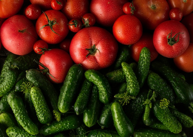 Tomates vermelhos frescos e pepinos verdes, nova colheita de vegetais
