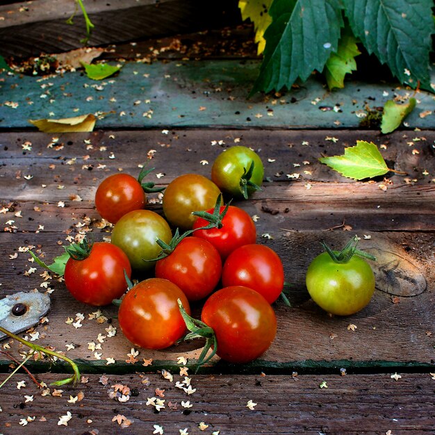 Tomates vermelhos jardim