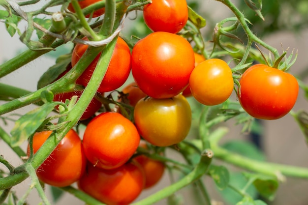 Tomates vermelhos maduros crescem em um arbusto em uma estufa.