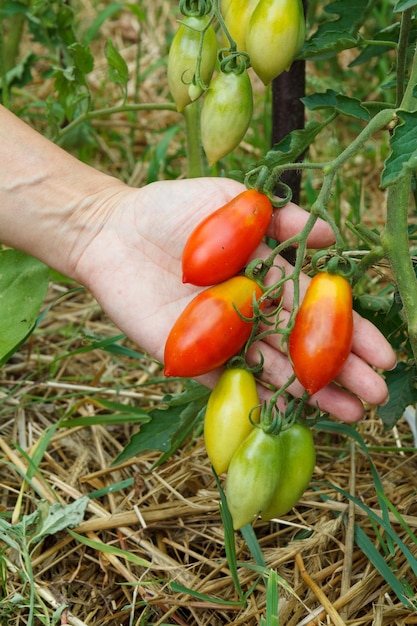 Tomates vermelhos maduros crescendo no mato no jardim