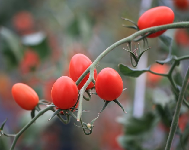 Foto tomates vermelhos maduros frescos crescendo na videira em estufa