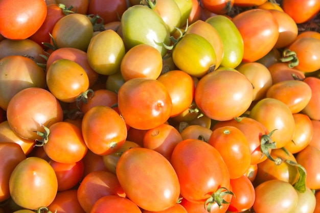 Foto tomates vermelhos