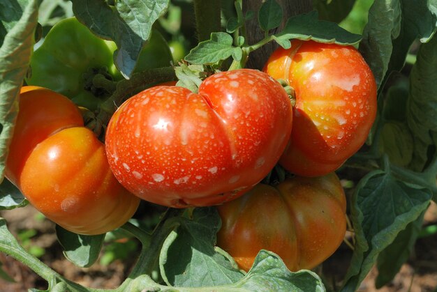 Tomates