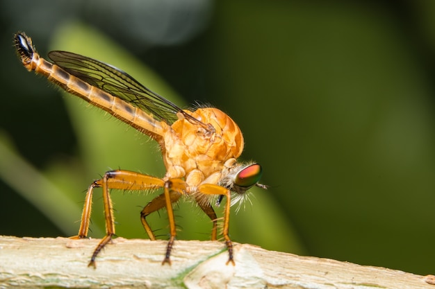 Tome una foto más cercana Robberfly