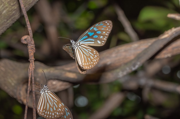 Tome um close-up de uma borboleta voando