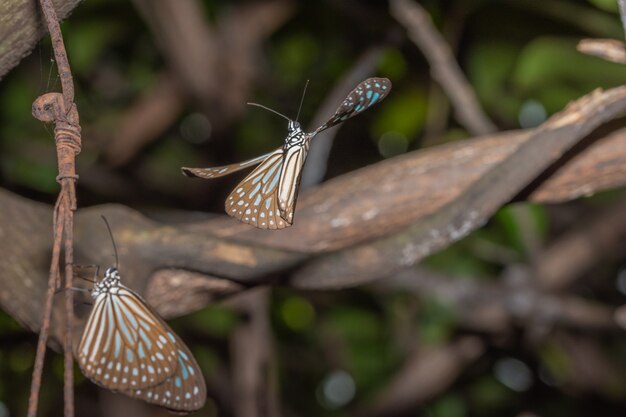 Tome um close-up de uma borboleta voando