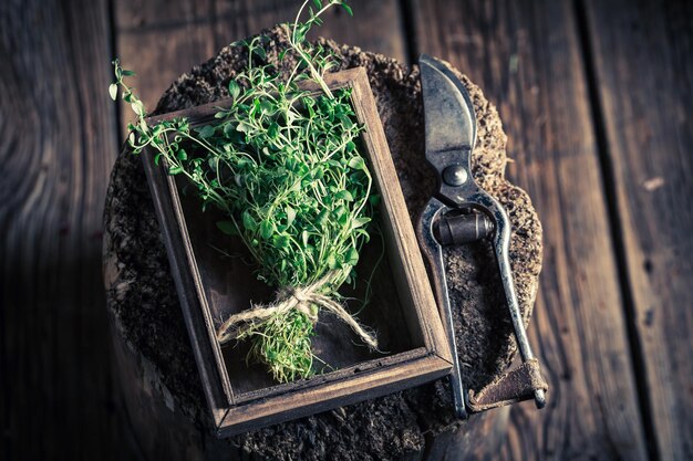 Tomillo fresco y aromático con tijeras de podar de jardín antiguas