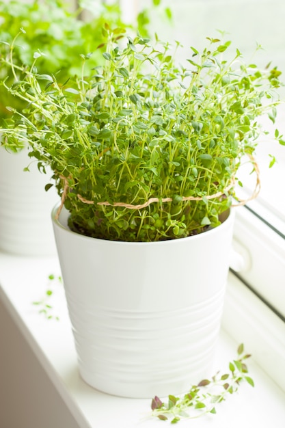 Tomillo fresco y hierbas de cilantro en maceta blanca en la ventana