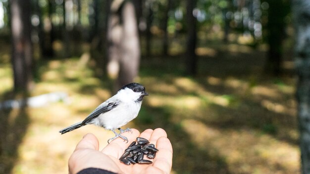 Tomtit está sentado en la mano, Tomsk.