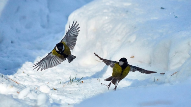 Tomtit está voando. pássaros. winter, sibéria. rússia.