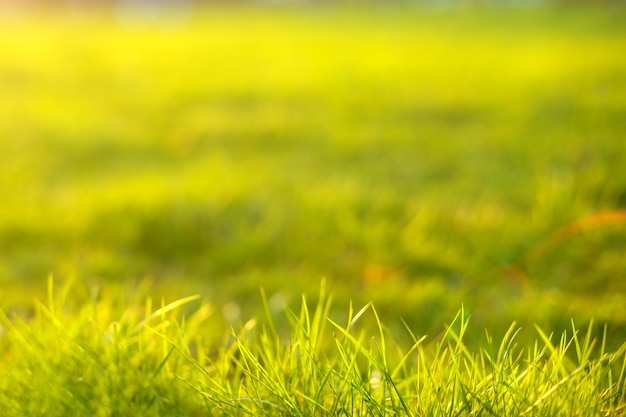 Tonisierung des grünen Grases, bei Sonnenuntergang