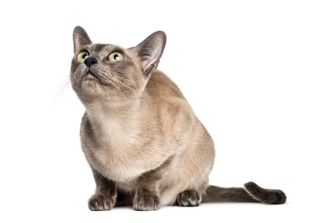 Tonkinese sentado olhando para cima isolado no branco