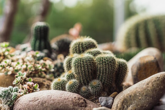 Tono verde Fondo de naturaleza real Belleza cactus echinocactus grusonii echinocactus platyacanthus Cereus jamacaru cactus tropicales crecer piedras hierba Verano al aire libre floral moderno Diseño de interiores