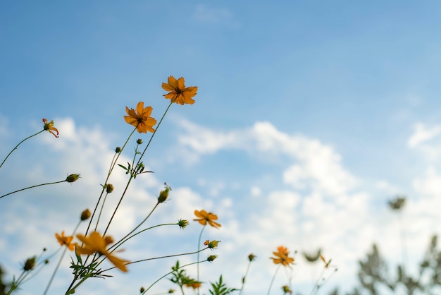 Tono vintage de flor de cosmos.