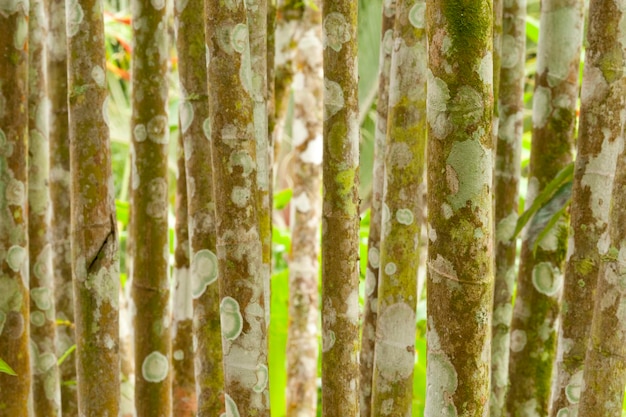 Tonos de verde frescos y contrastantes en un denso bosque de bambú poco profundo dof foto de archivo