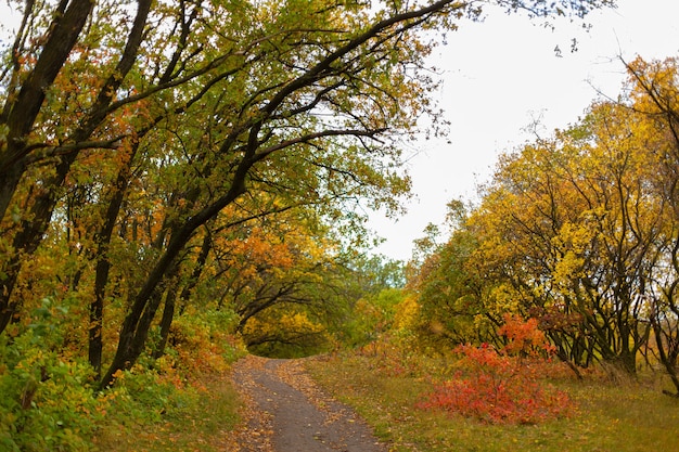 Tons de outono de cor. floresta em cores brilhantes de outono.