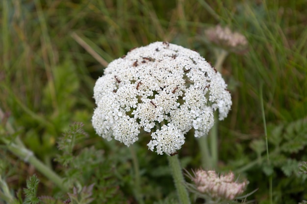 Toothpickweed Visnaga daucoides Gartn blüht in der Nähe von Padstow in Cornwall