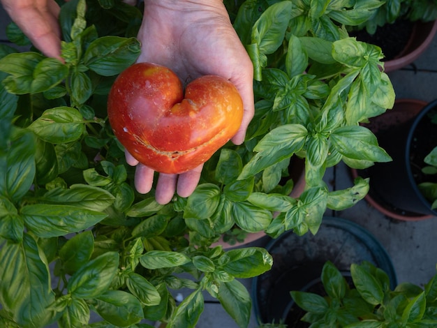 Top-Ansicht von menschlichen Händen, die eine rote Katze mit einer Tomate über grünen Pflanzen im Garten halten