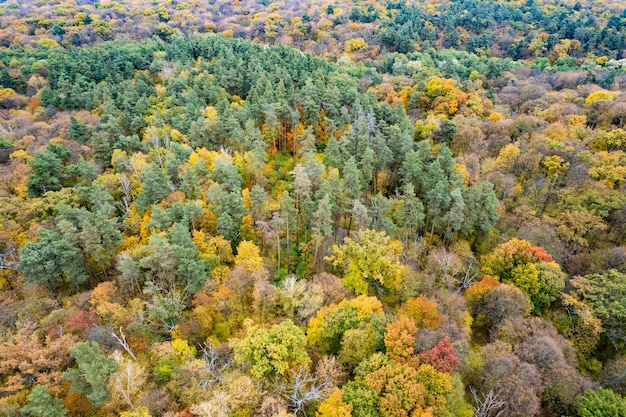 Foto top-luftbild des bunten herbstwaldes