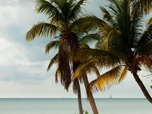 Top of the palm Stock Island, Flórida.