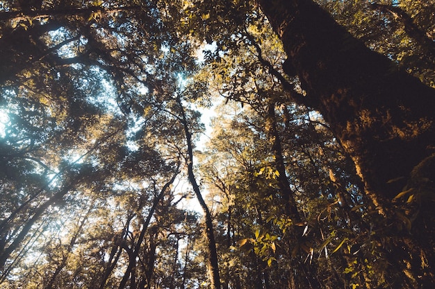 Top Trees in the forest ant shot