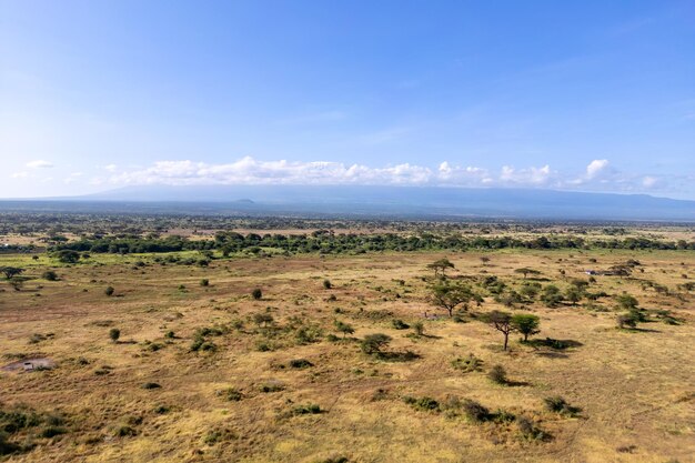 Top view bevölkerter Wald in Afrika afrikanische Bäume wunderschöne Landschaft von Kenia