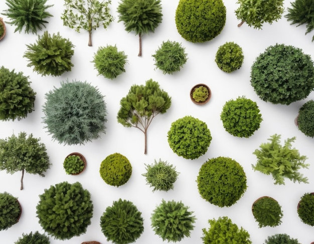 Top-View-Sammlung verschiedener Bäume auf weißem Hintergrund