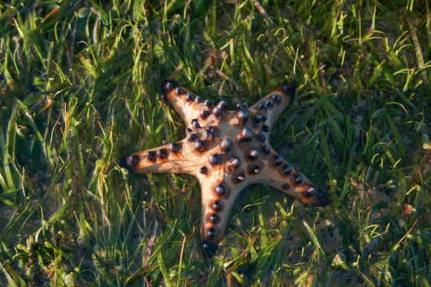 Top View Single Starfish está tirado en la arena de la playa