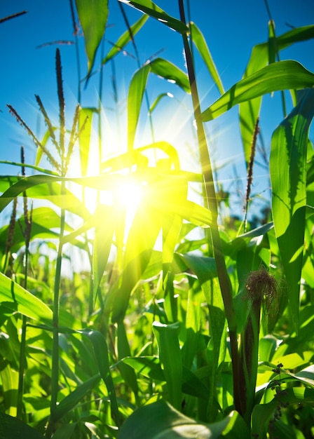 Top von Maispflanzen mit Sonne