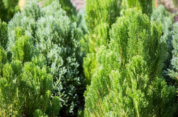 topf de fondo de árbol de pino