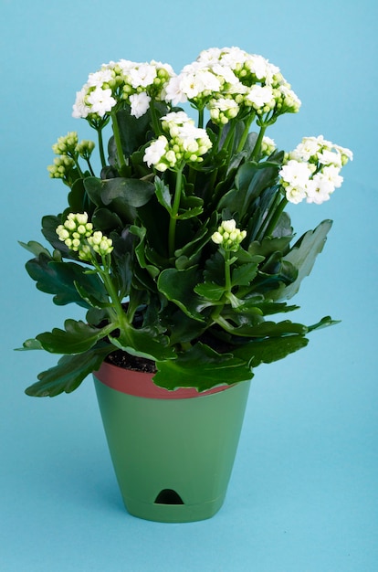 Topf Kalanchoe Pflanze, die mit weißen Blumen blüht