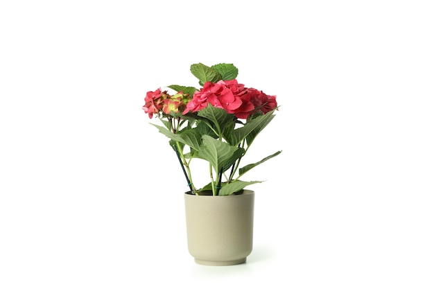 Topf mit Hydrangea auf weißem Hintergrund