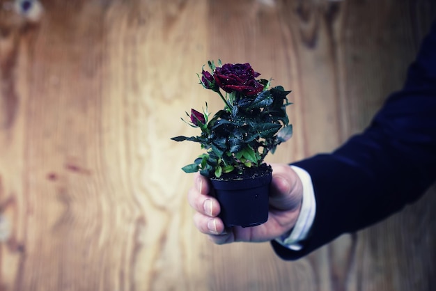 Topf mit Rose in einem Hand-Mann-Anzug-Hintergrund