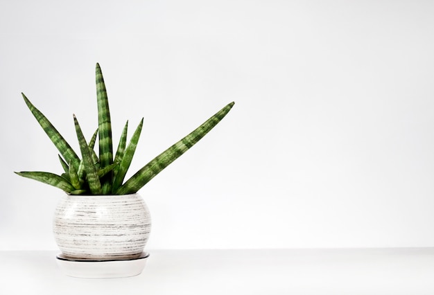 Topf Sansevieria cylindrica var. Patula (Boncel) auf einer weißen Wand