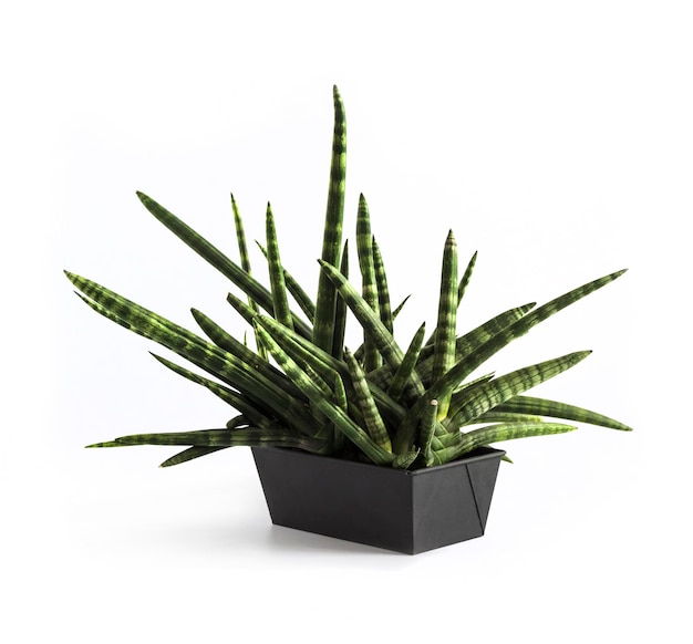 Topf Sansevieria cylindrica var patula Boncel isoliert auf weißem Hintergrund