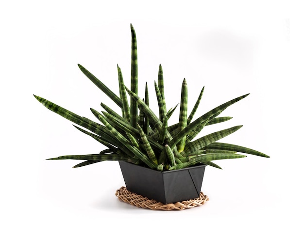 Topf Sansevieria cylindrica var patula Boncel isoliert auf weißem Hintergrund