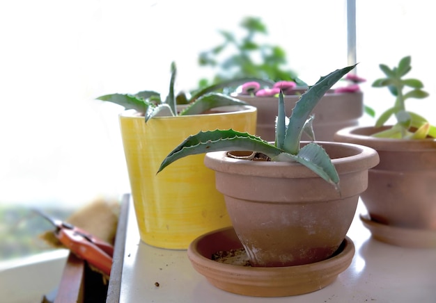 Topfpflanze auf Tischchen und Gartengeräte in einem Gewächshaus