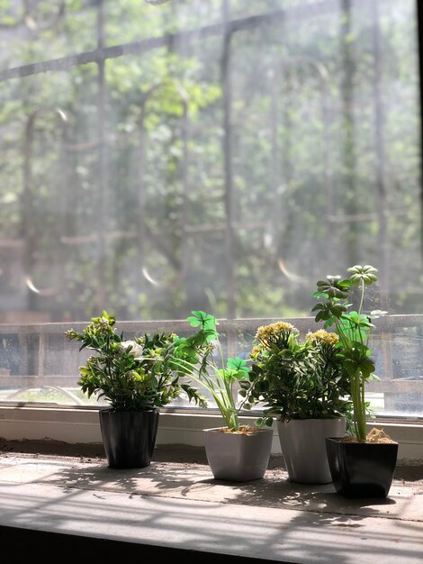 Foto topfpflanzen auf dem tisch vor dem fenster