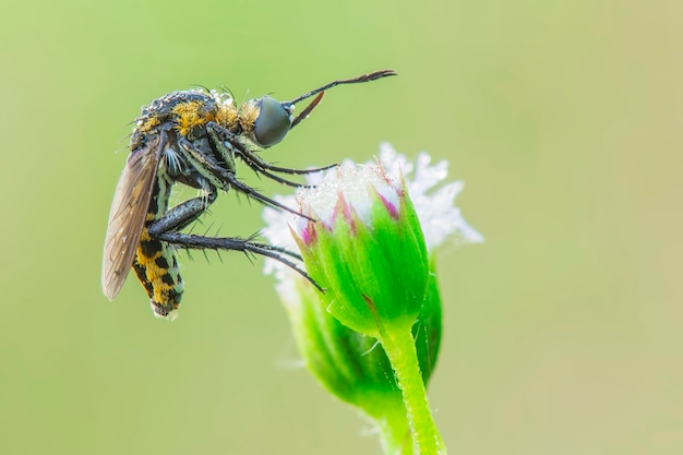 Foto tophoxora abeja jorobada volar sobre fondo verde