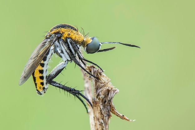 tophoxora Bucklige Biene Fliege auf grünem Hintergrund